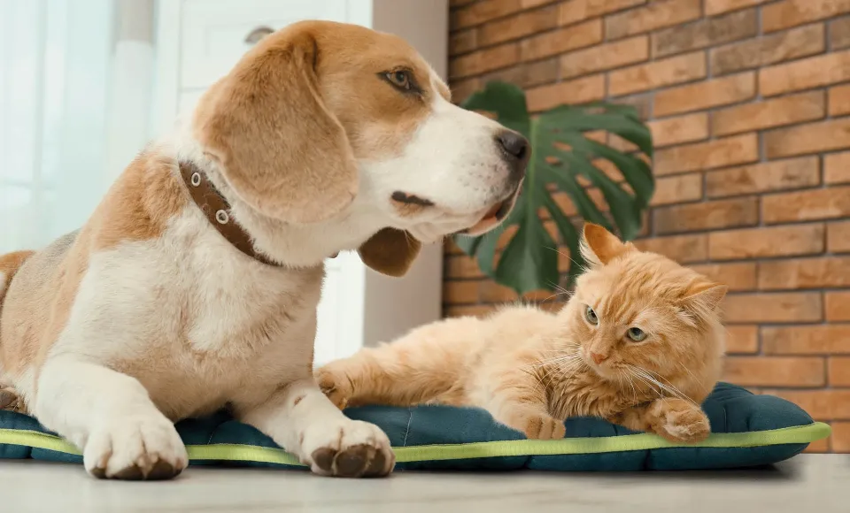 Dog and cat lying together on a Wonderflip pet mat